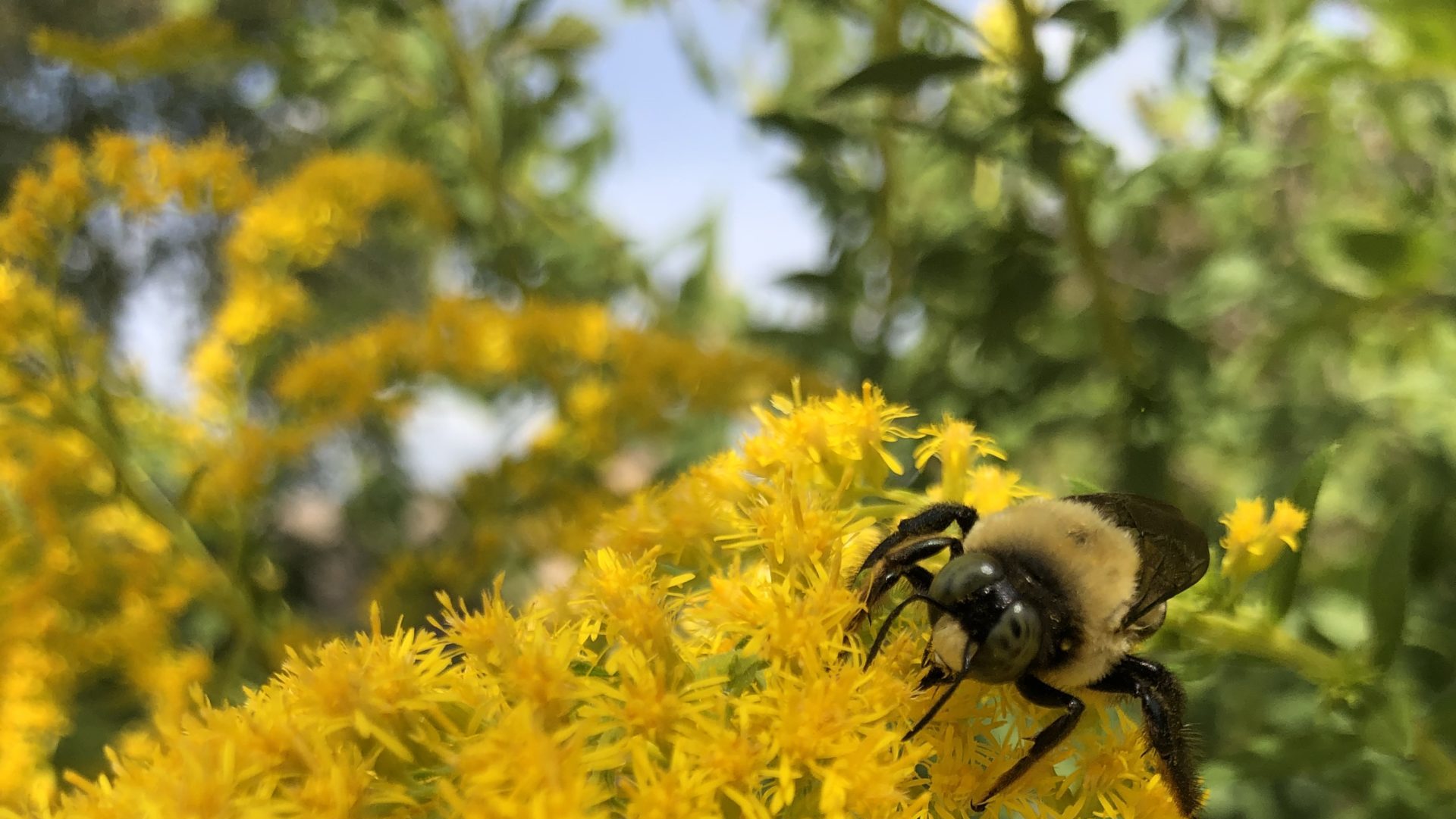 Youth Winner – Bee in Backyard byElla Plasse | Oak Heritage Conservancy